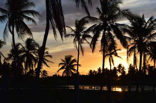 Abendstimmung im Kokospalmenhain vor einem See
