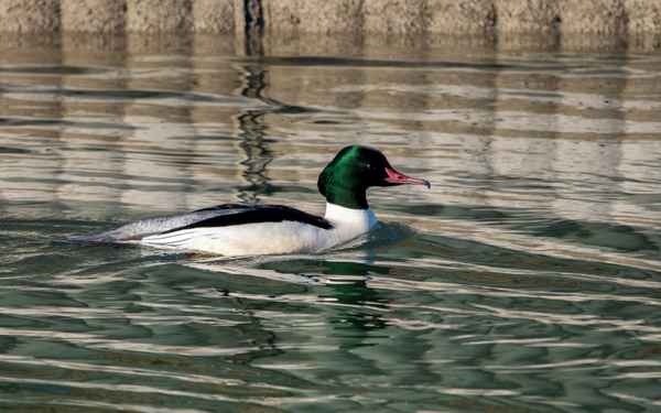 Gänsesäger-Männchen