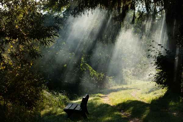 morgens im Wald