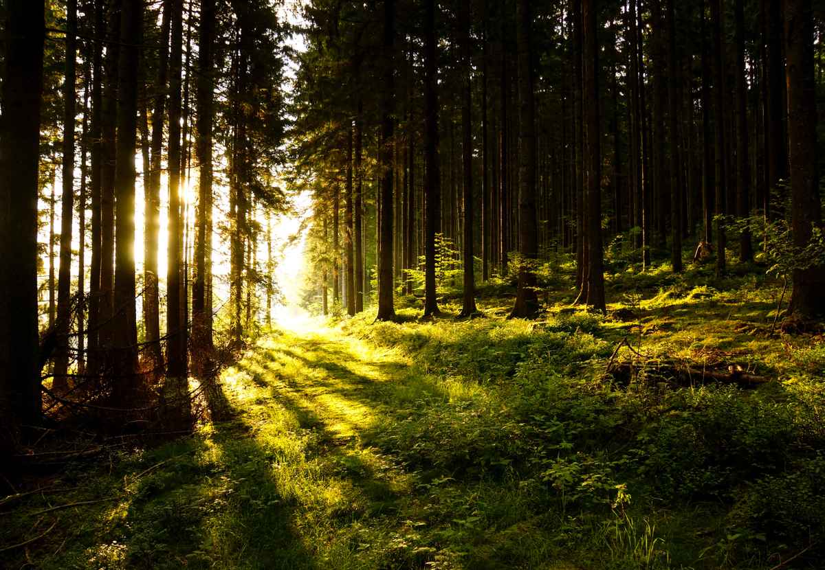 Morgensonne im Nadelwald