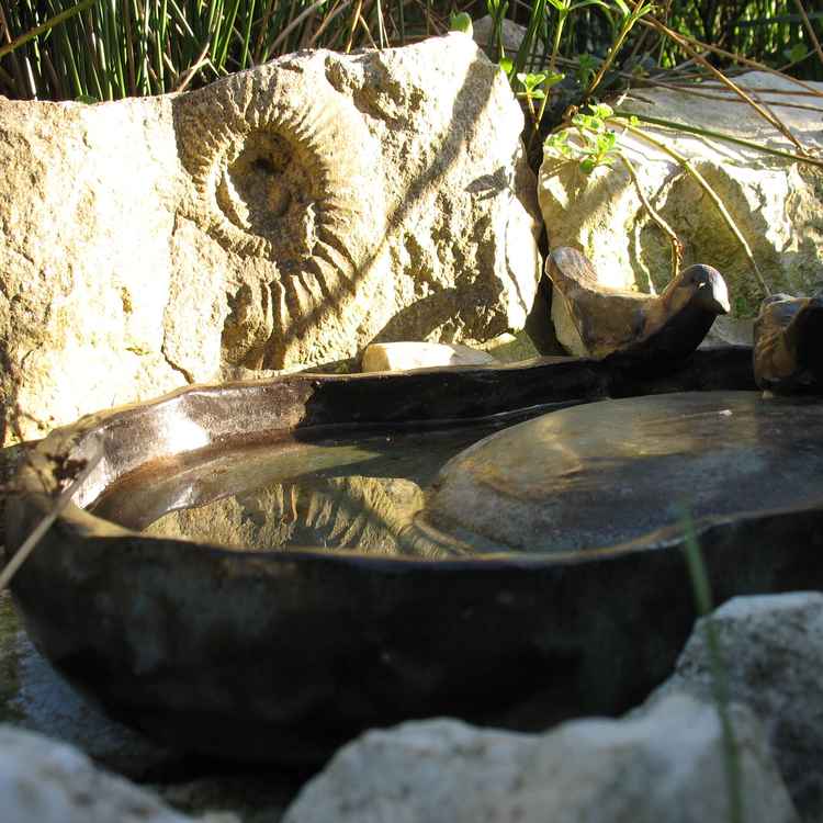 Fossil hinter Vogeltränke