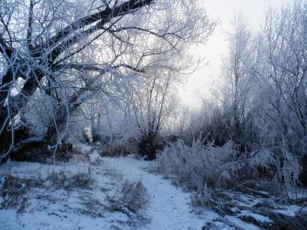 Januarmorgen am Fluss