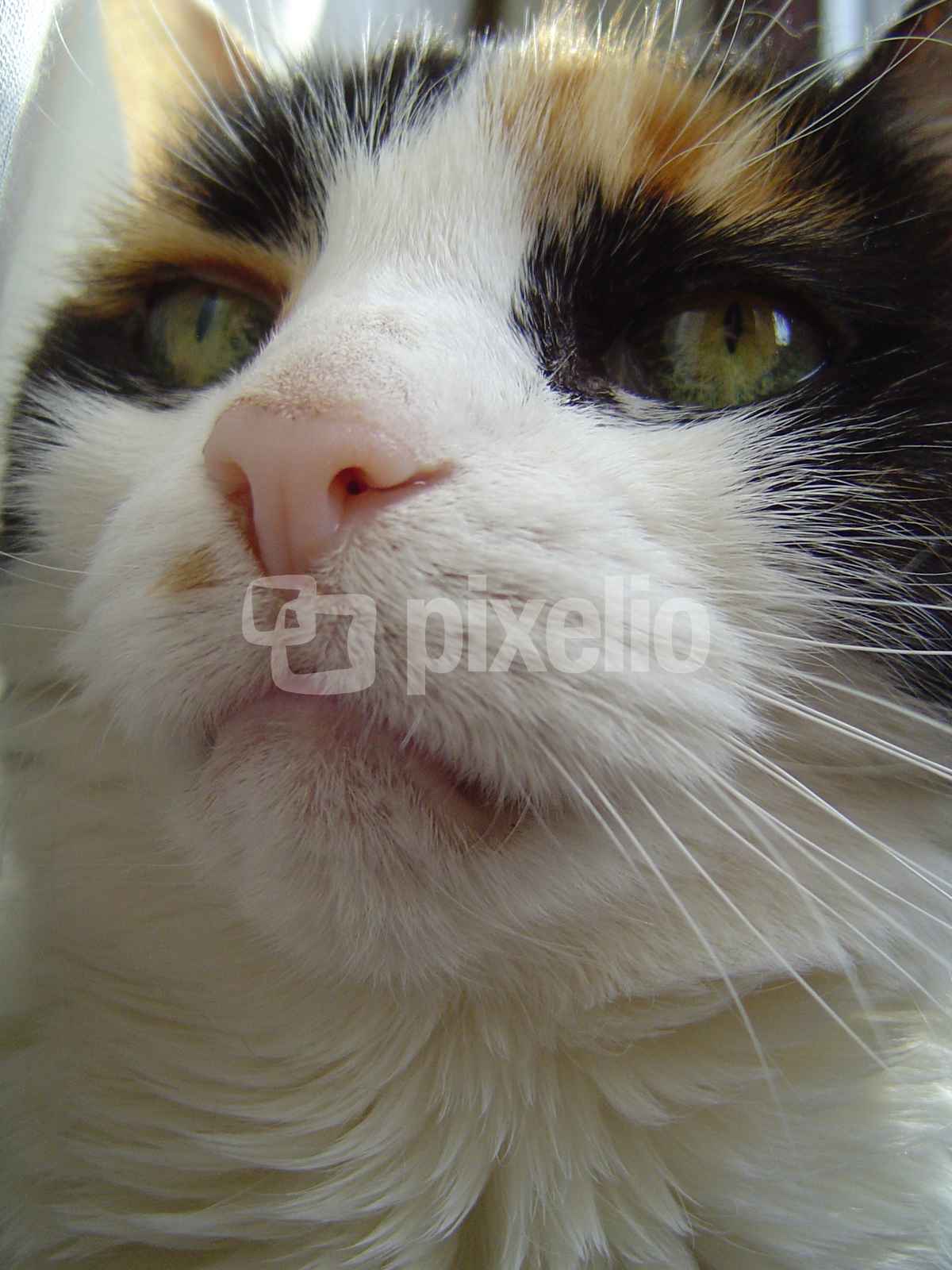 Katze Porträt