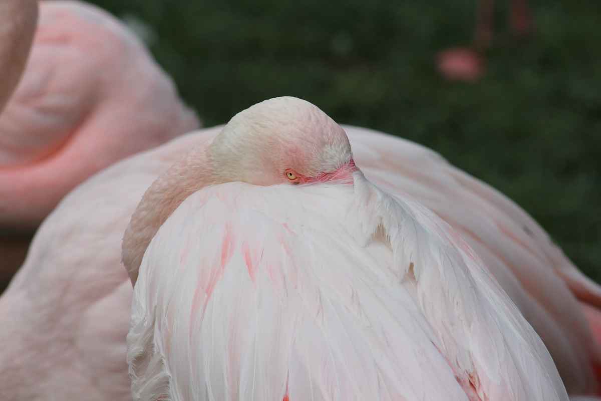 Flamingo