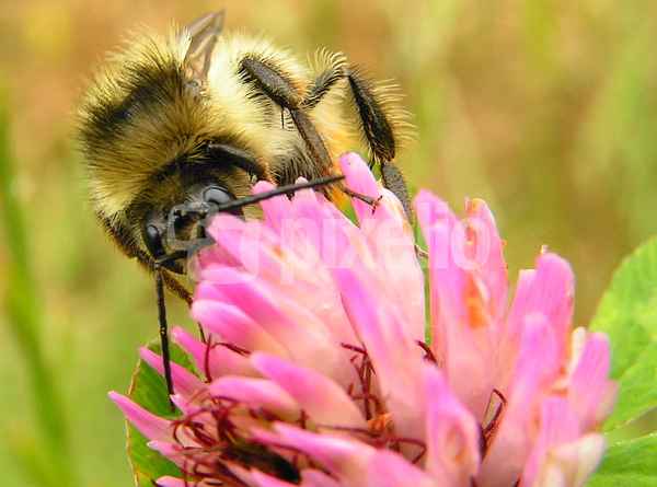 Hummel