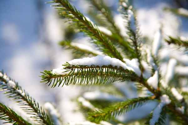 Schnee auf der Tanne