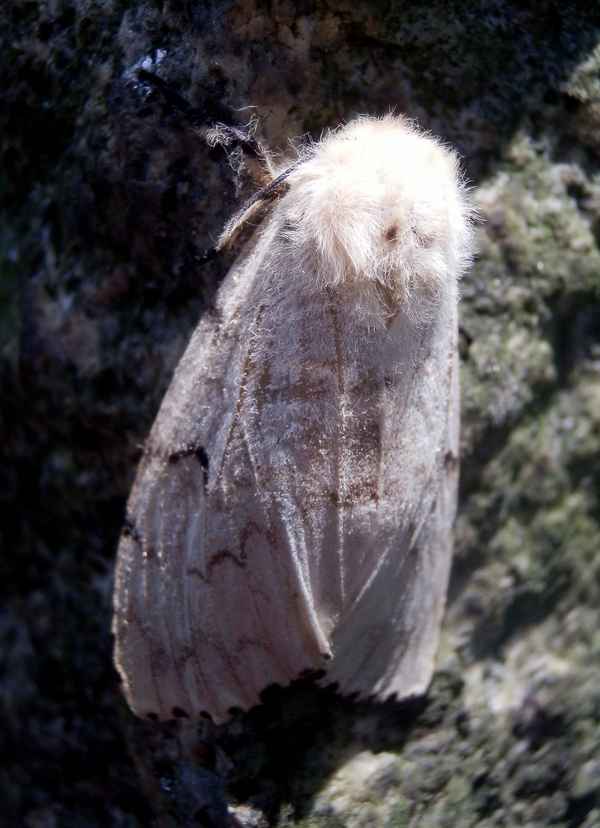 Schwammspinner  (Weibchen)
