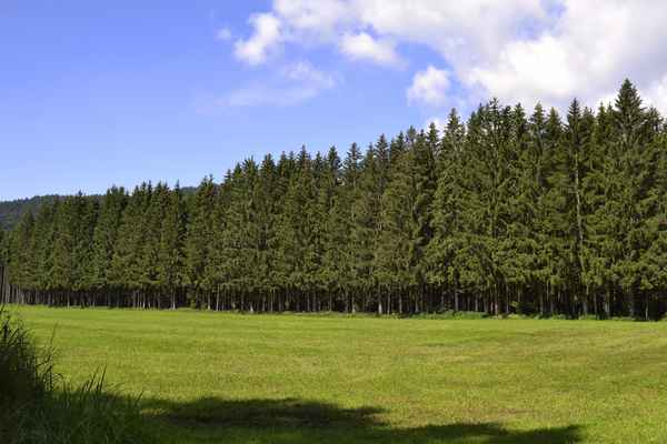 Bayerischer Wald