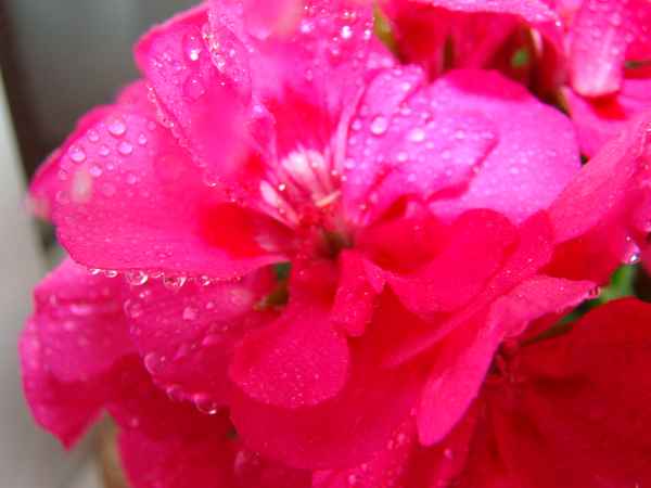 Regen aufgefangen