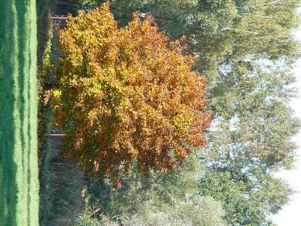 Feldahorn im Herbstkleid