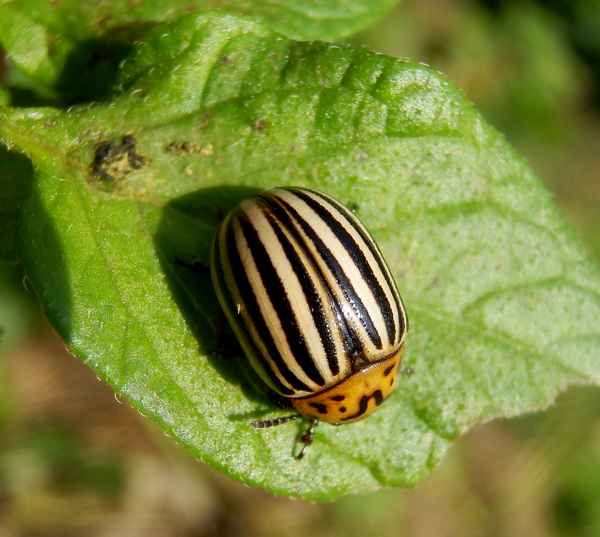 Kartoffelkäfer