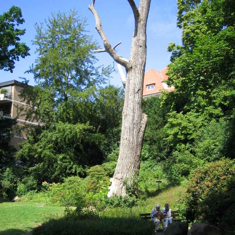 Toter Baum
