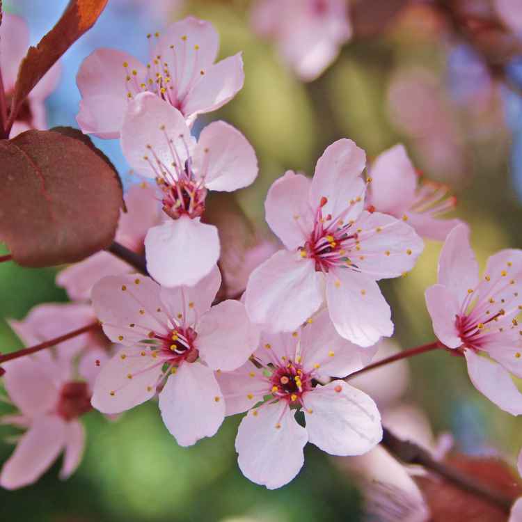 Frühlingsstimmung in zartem Rosa