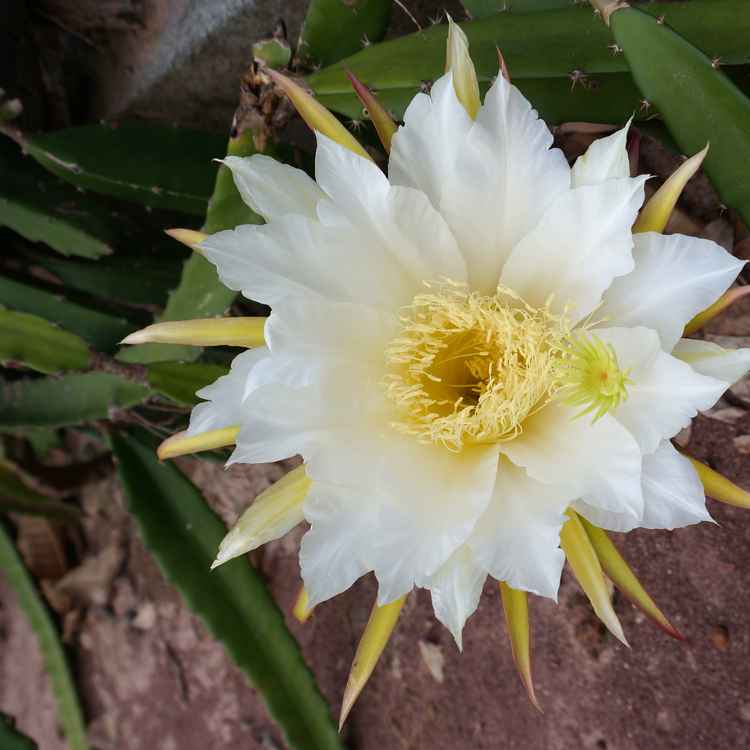 Blüte der Drachenfrucht