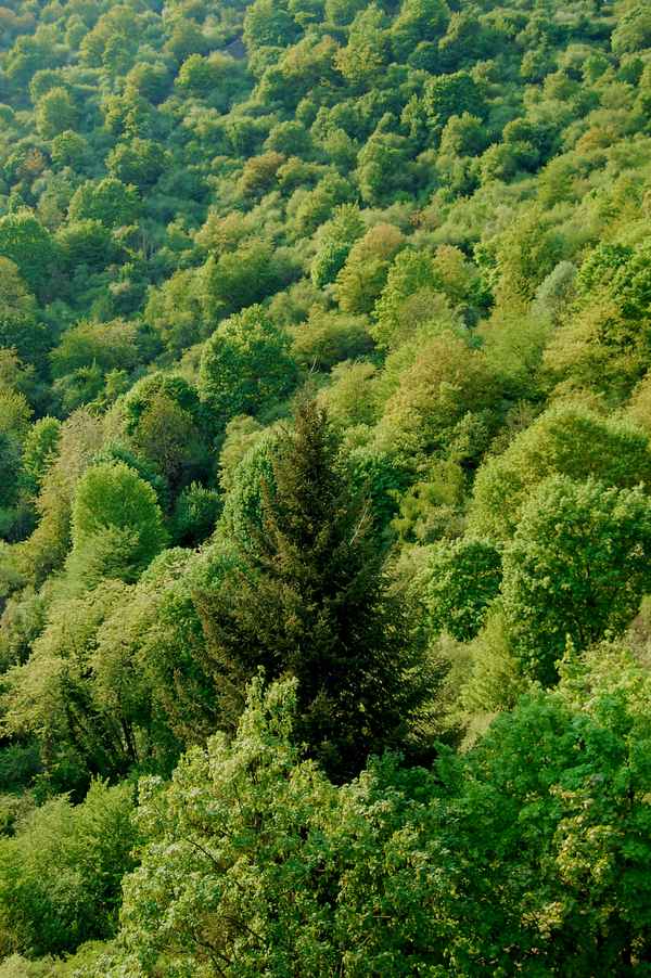 Der dunkelgrüne Recke im Frühlingswald