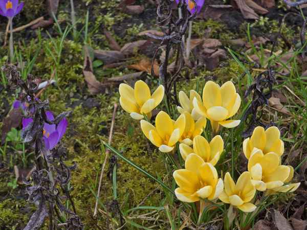 Krokusse