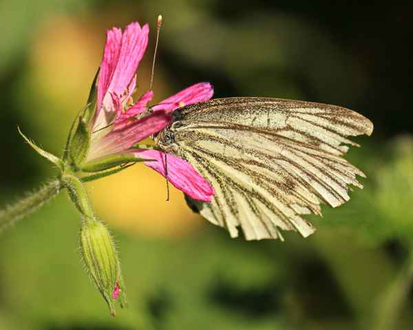 ganz schön zerrupft