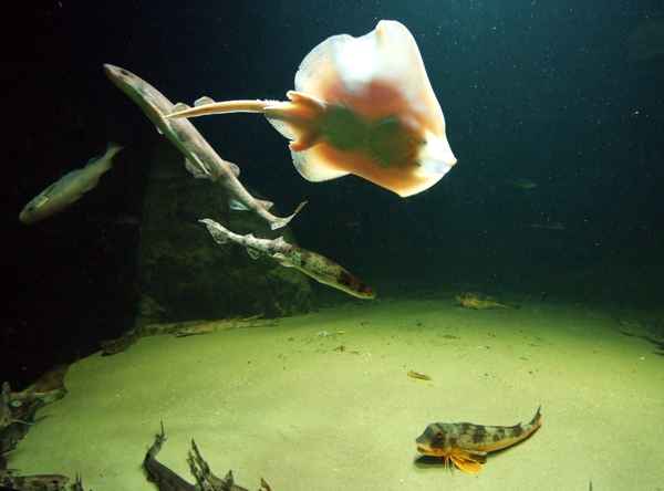 Ein Rochen in aktion