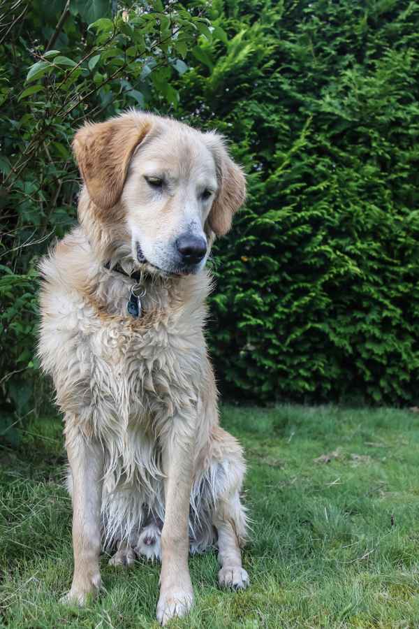 Golden Retriever