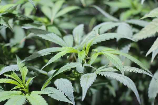 Cannabis, Hanf, Marihuana Foto