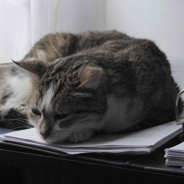 Papier-Tiger