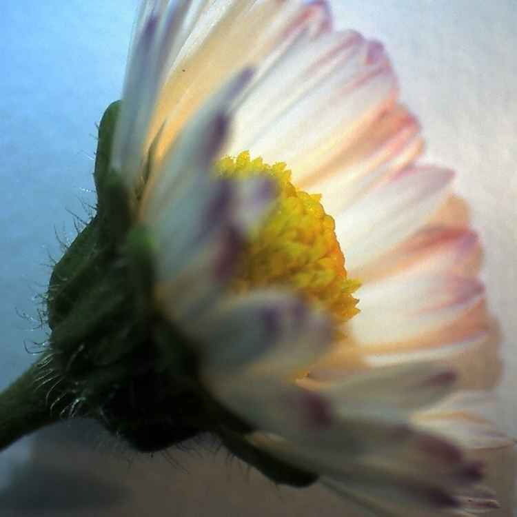 Blüte 2