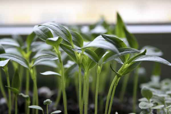 Paprika kurz vor dem Pikieren