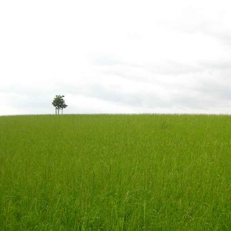der einsame Baum