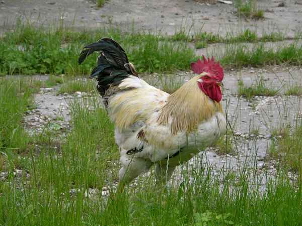 Brust raus - Bauch rein  .... und wieder guckt kein Huhn!