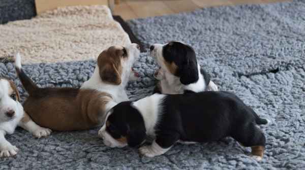 wer hat denn hier die größere Klappe?