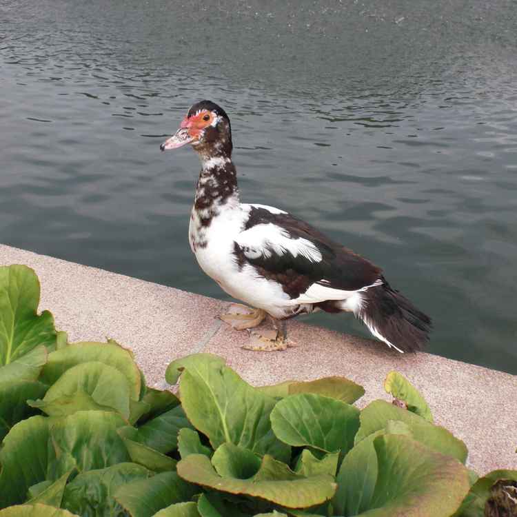 Mein Name ist "Plattfuß"