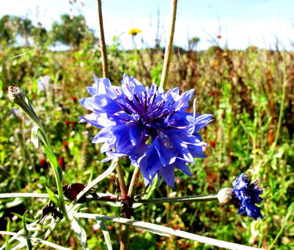 Kornblumenblau