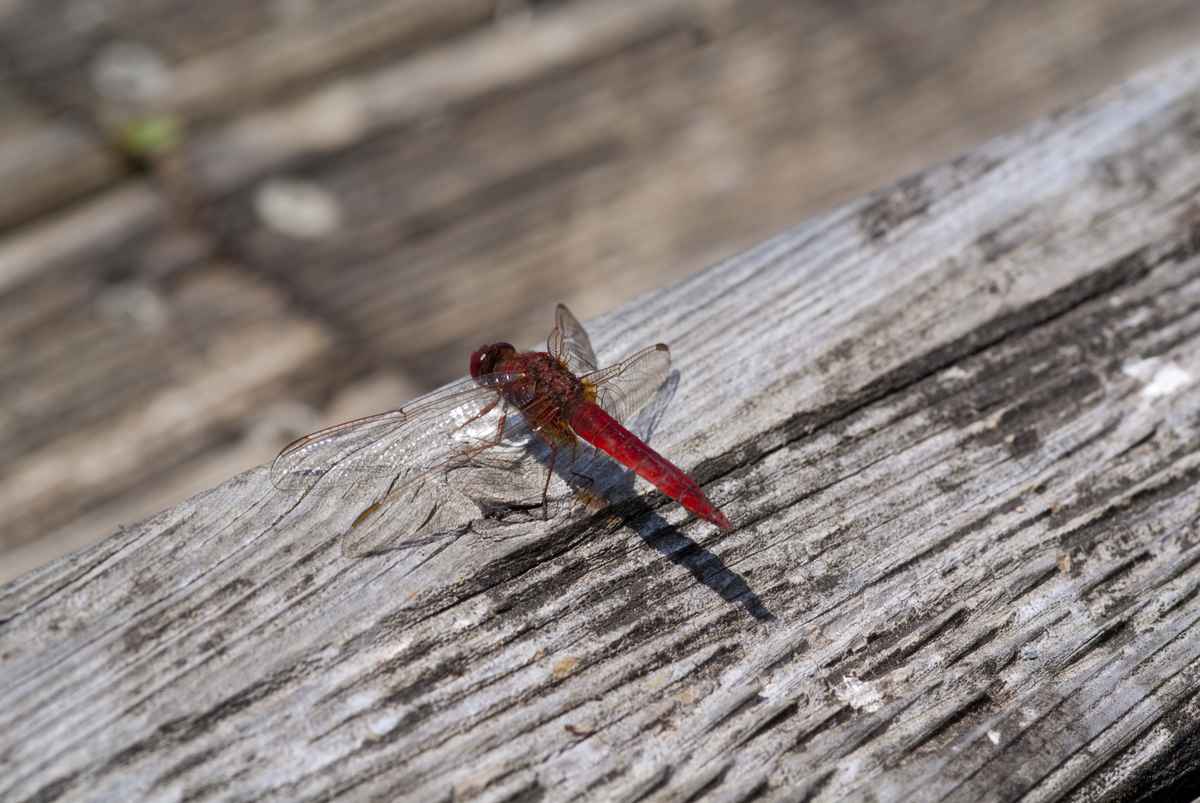Rote Libelle