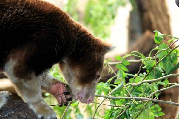 Matschi-Baumkänguruh