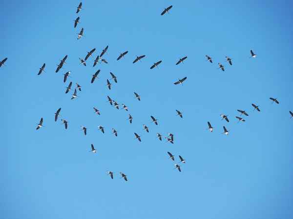 gänse auf der suche