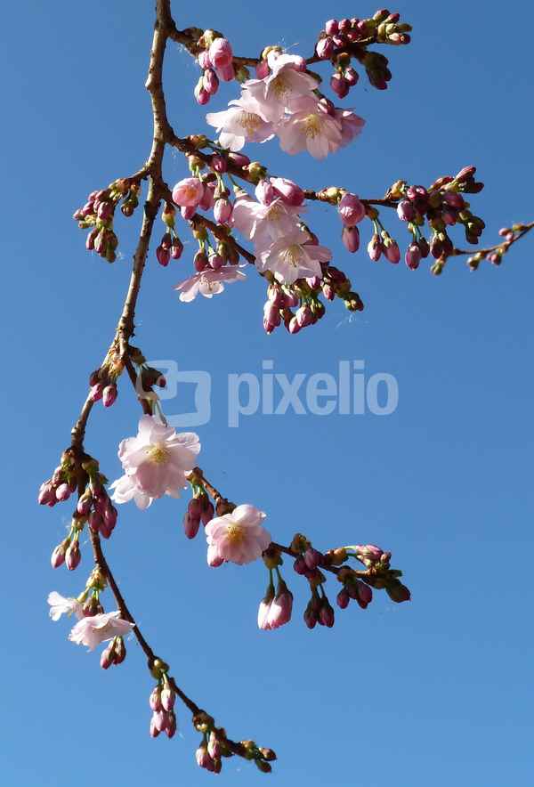 Duftige Kirschblüten
