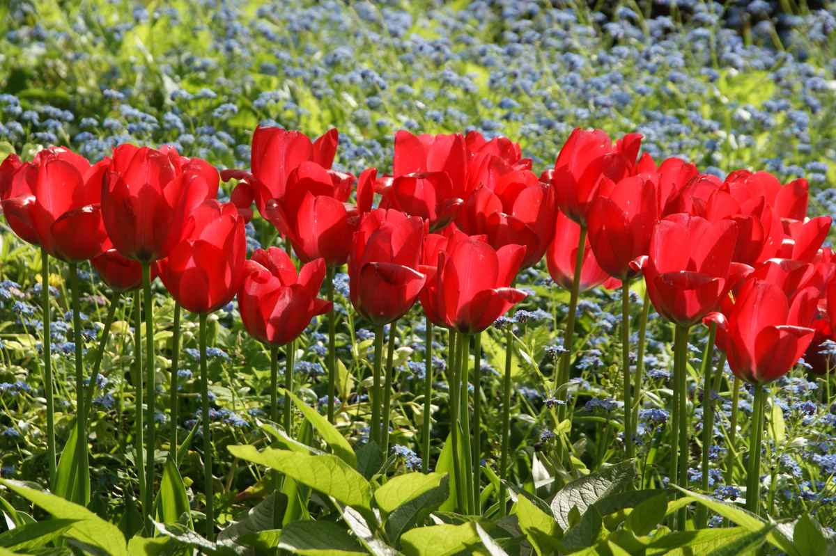 Rote Tulpen im Gegenlicht