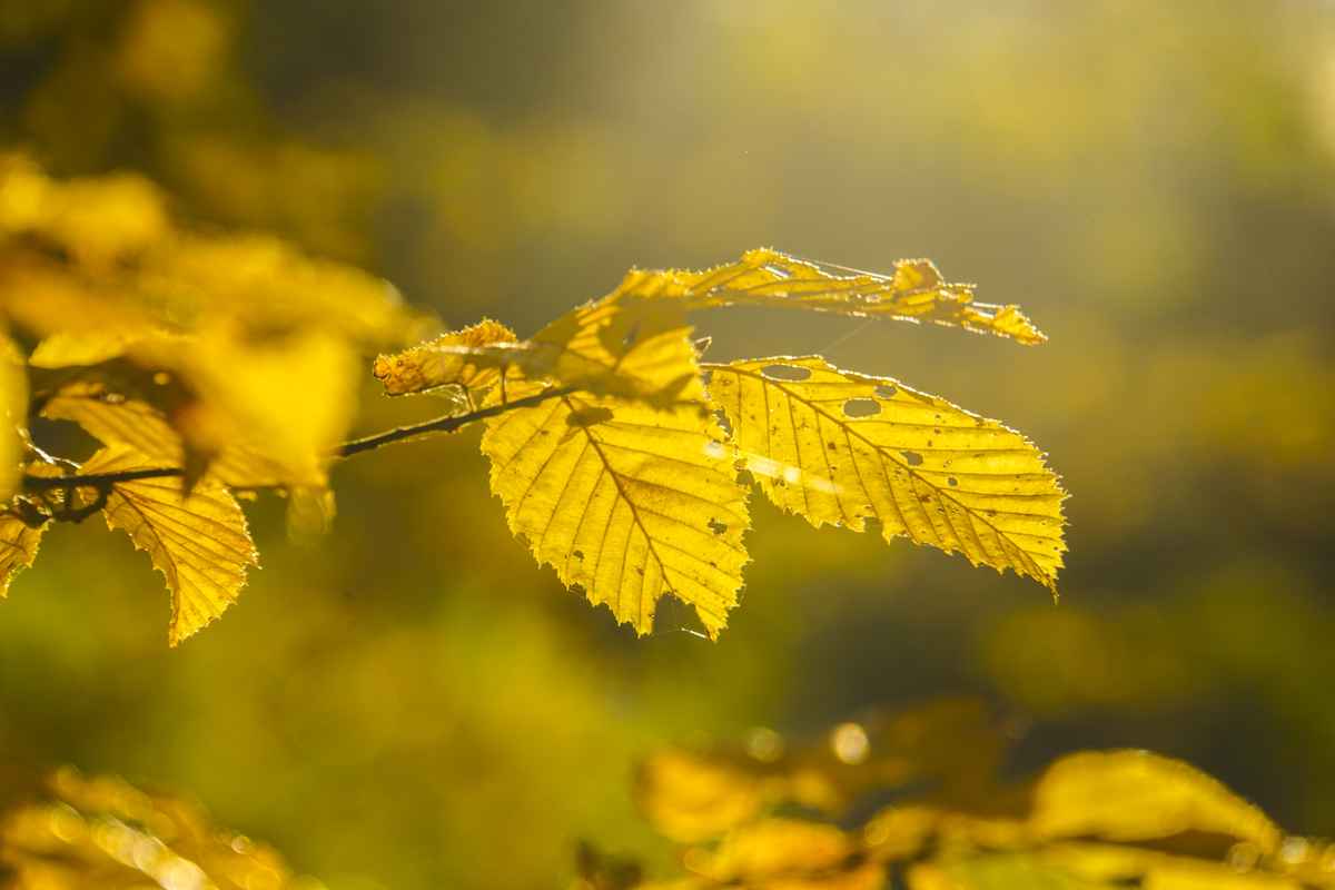 Goldener Oktober