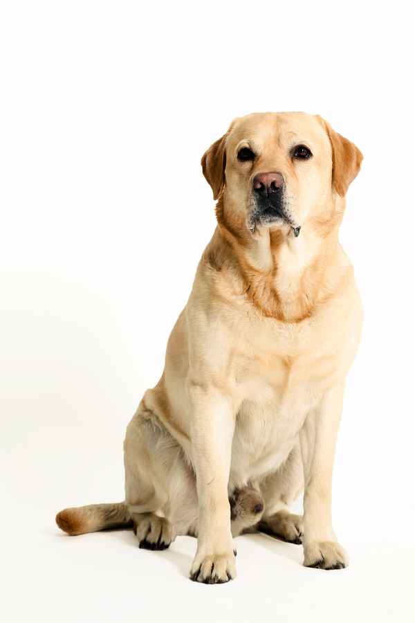Labrador