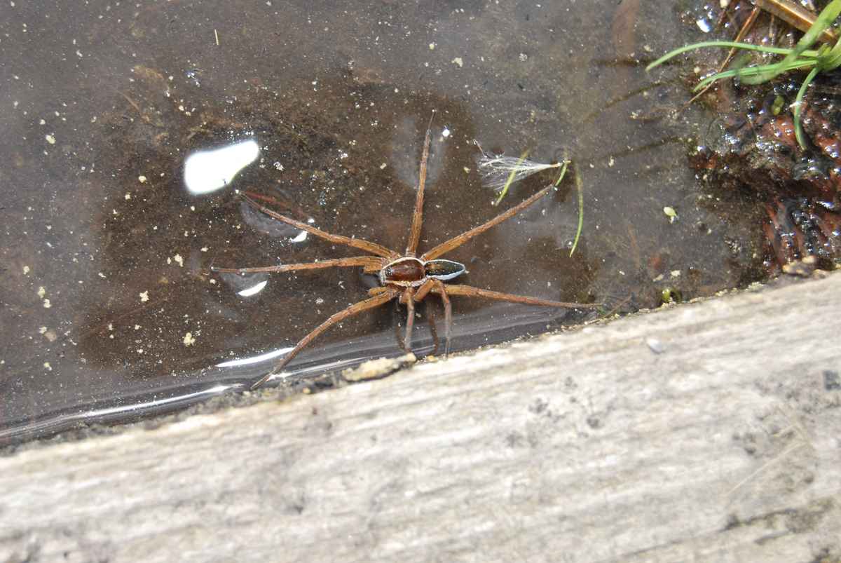 Spinne im Moor