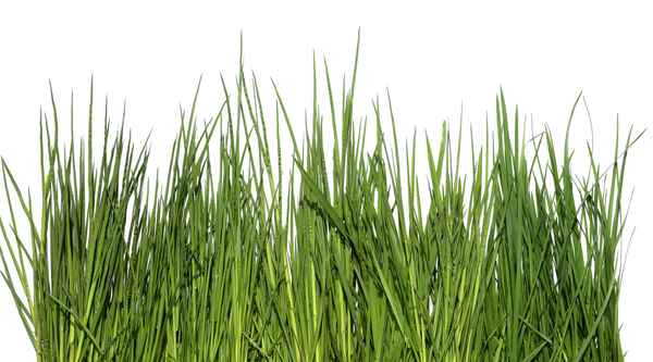Gras