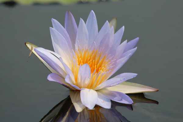 Botswana - Seerose