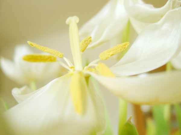 Tulpe5