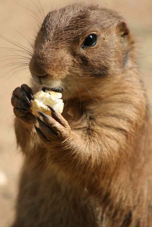 präriehund beim popcorn  futtern