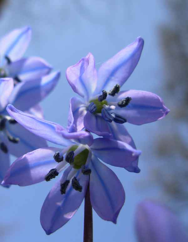 Blaustern