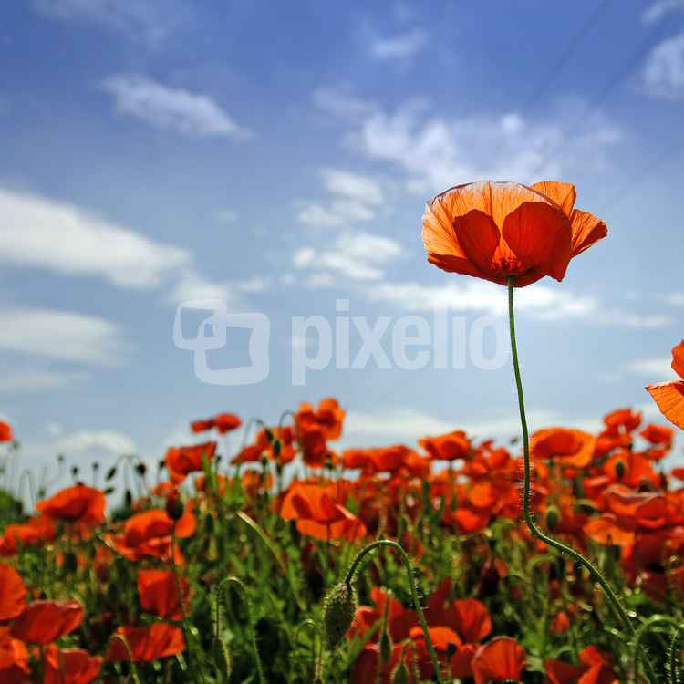 Mohn vom Mond