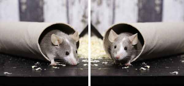 Maus