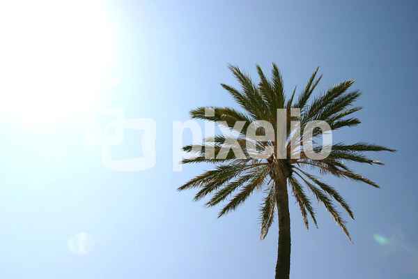 bucurescu 0275 palme