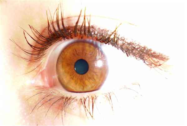 brown eye
