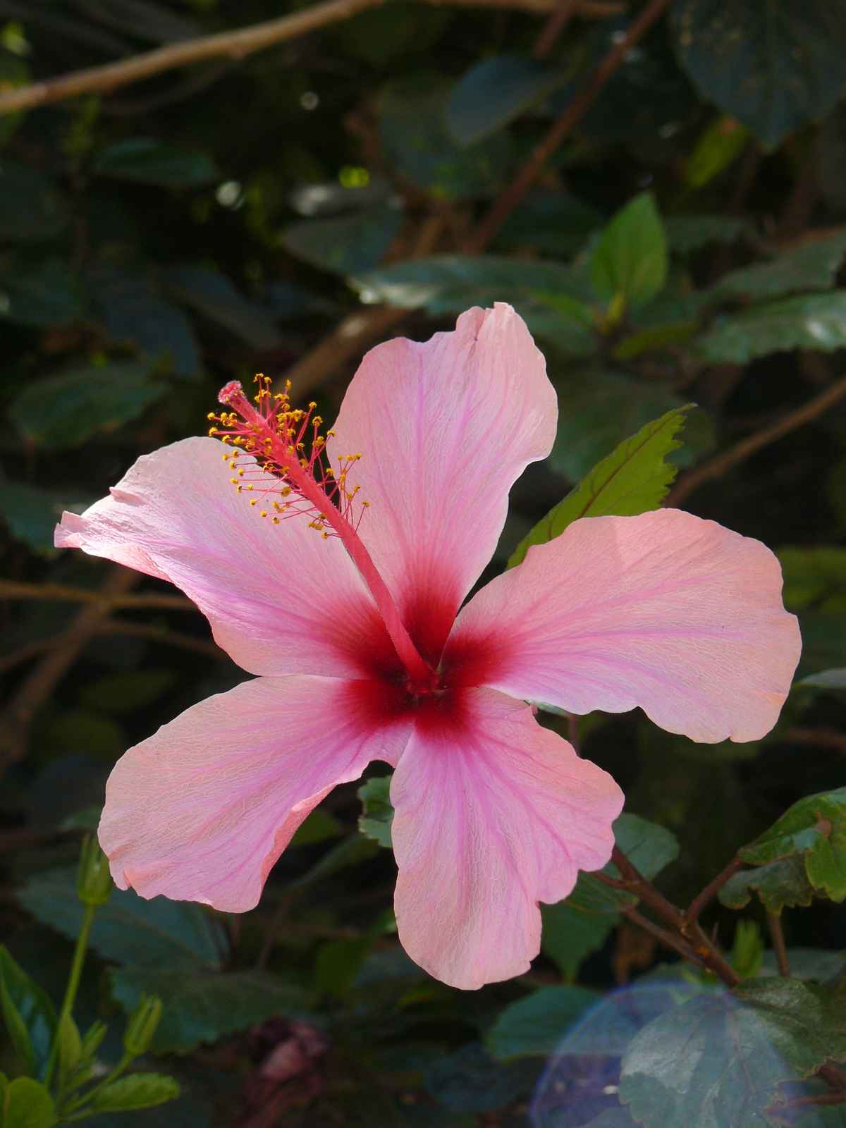 Hibiskus